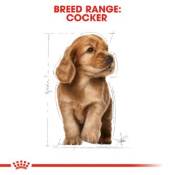 ROYAL CANIN® Cocker Puppy Dry Food -Pampered Paws pd7xekocohldn3uanlsf