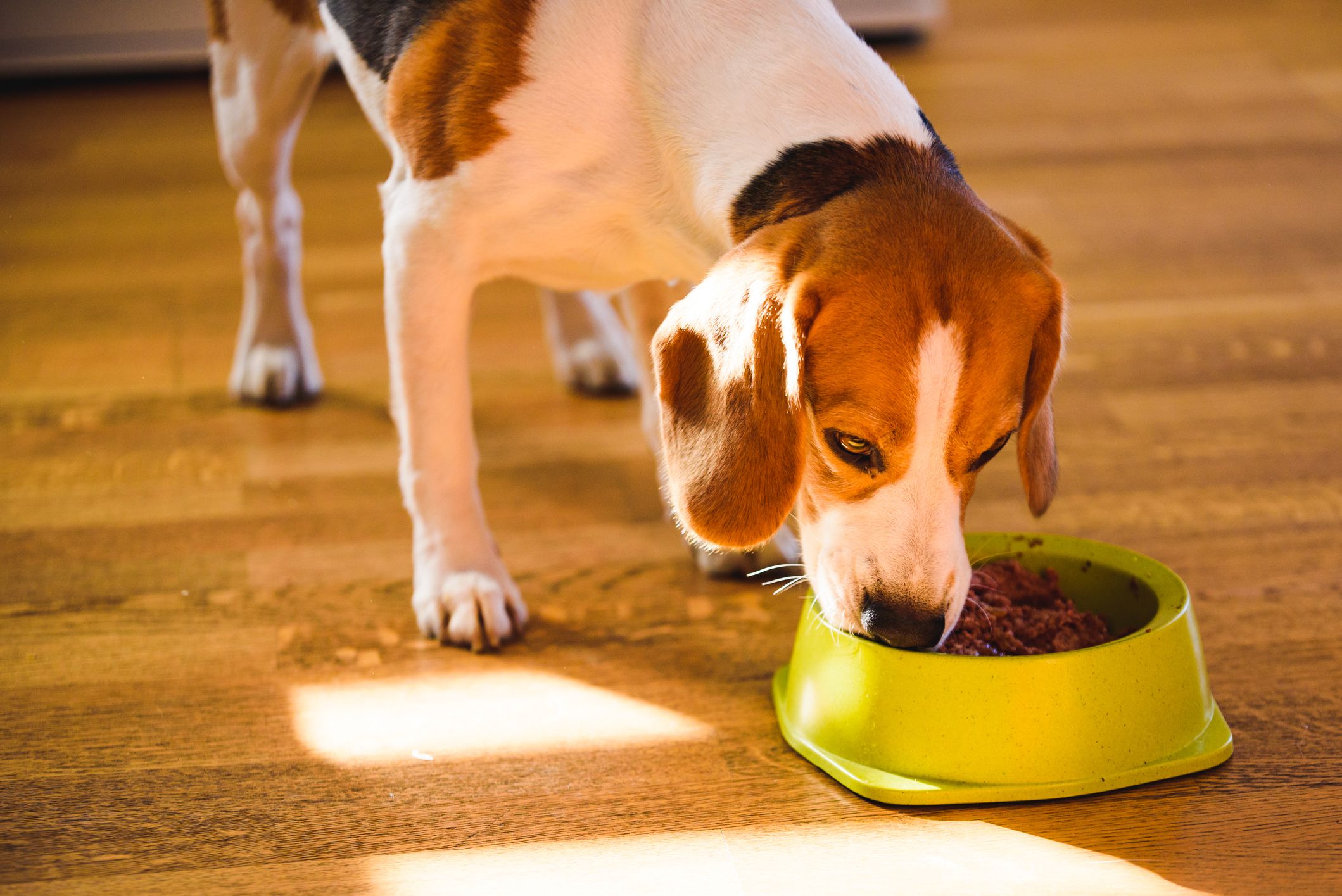 Front Page -Pampered Paws dog beagle eating canned food from bowl in bright interior 1264635108 bf53e7e2154a4965a6703c7e1acb9c87